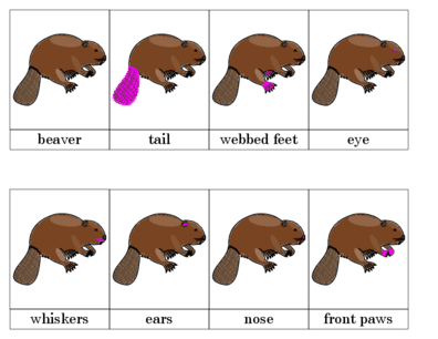 Beaver Nomenclature Cards