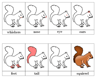 Squirrel Nomenclature Cards
